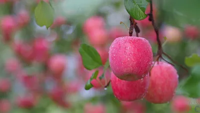 свежесрезанные яблоки на дереве с листьями, осень, время года, фрукты фон  картинки и Фото для бесплатной загрузки