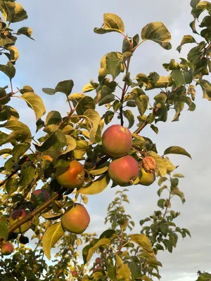 Скинали №3434 - Спелые яблоки на деревьях - фартук для кухни в Москве
