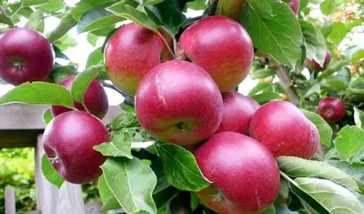 Бесплатные Яблоки на дереве стоковые фотографии | FreeImages