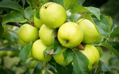 яблоки 🍎🍃 в 2023 г | Сельские виды, Яблоки, Красное яблоко