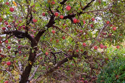 Яблоки на дереве (13 фото) - 13 фото