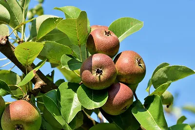Бабушка-кузнец яблоки на дереве стоковое фото ©njnightsky 2026985