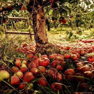 Яблоки гниют прямо на дереве – в чем причина и что нужно делать | В саду  (Огород.ru)