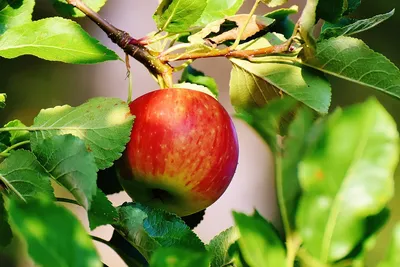 Яблоки на деревьях - красивые фото