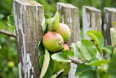Дерево Сад», «Райские яблочки»; 1 ветка яблоня «Ред сентинел» (Malus 'Red  Sentinel'), 2 ветка яблоня «Верджиния Креб», 3 ветка яблоня «Долго»  Колоновидная — Саженцы в Орле