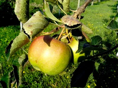 Блестящие Вкусные Яблоки Свисающие Ветки Дерева Яблоневом Саду стоковое  фото ©zoomteam 220507470