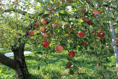 Знаете ли вы, почему яблоки гниют прямо на дереве?