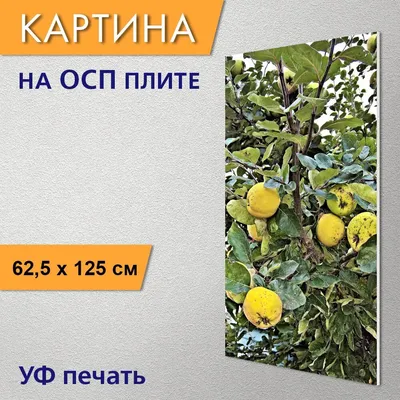 Яблоко сувенирное деревянное. Яблочки из дерева: купить за 1 030 ₽ в  интернет-магазине Lukoshko70.ru