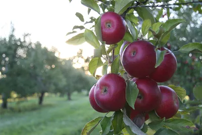 Зеленые красные яблоки на дереве летом Stock Photo | Adobe Stock