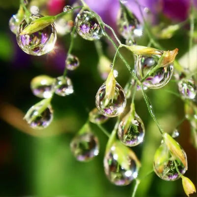 Космея - капли дождя и цветы · бесплатное фото · бесплатная фотография
