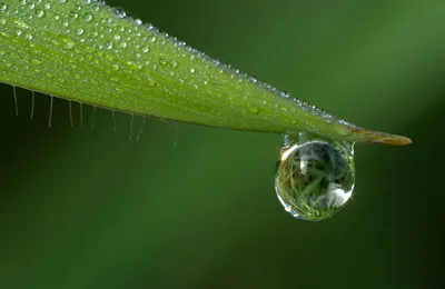 Картинка Капли весеннего дождя на цветах » Весна » Природа » Картинки 24 -  скачать картинки бесплатно