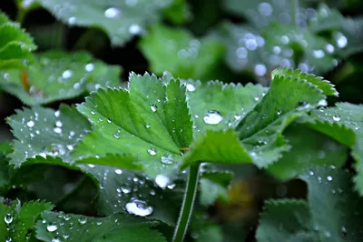 Природа Листья Роса Капли - Бесплатное фото на Pixabay - Pixabay