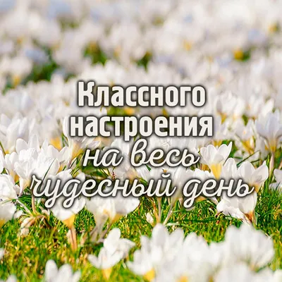 доброгодня #добрый #красота #красотаспасетмир #цветыкрасота #настроен... |  TikTok