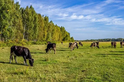 Коровы пасутся на лугу в летний день | Премиум Фото