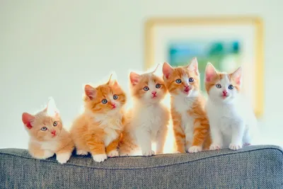 Лапка кота малого котенка оранжевокрасное на фокусе сотового телефона  отборном с малой глубиной поля Стоковое Изображение - изображение  насчитывающей фокус, шутка: 115939763