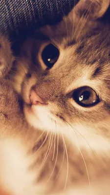 Милый обои на телефон с котятами - 77 фото