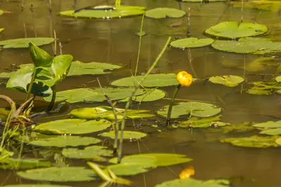 Кувшинки на воде - 63 фото