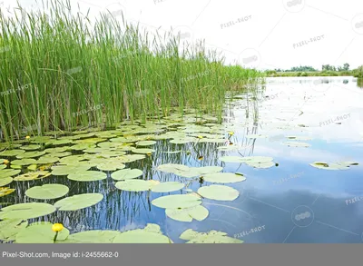 Картина на холсте Кувшинка в воде 2, 50х35 см - Купить картину на полотне  недорого Украина, цена, отзывы, фото