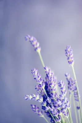 Обои на телефон | Flower pictures, Lavender flowers, Beautiful flowers