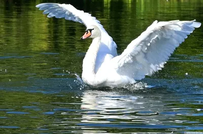 Картина по номерам - Лебеди на озере ©Сергей Лобач (KHO4359)