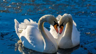 Лебеди пришли на берег, лебедей на озере, птиц воды в естественных условиях  Стоковое Изображение - изображение насчитывающей побережье, свеже: 113166467