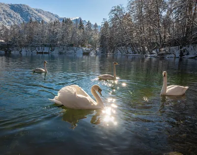 Лебеди в озере зимы стоковое фото. изображение насчитывающей зеркало -  37897414