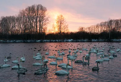 Белые лебеди на озере стоковое фото. изображение насчитывающей пуща -  158328592
