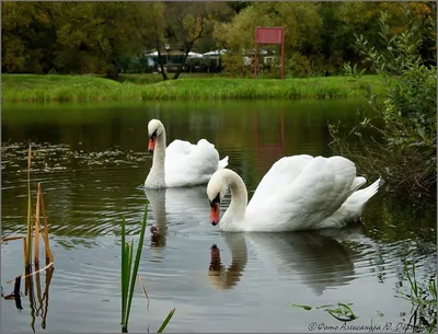 Лебеди на Голубом озере — Фото №1355739