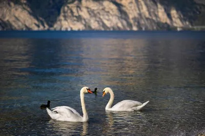 Метла и Крест. Лебеди на озере | Вселенная «Reddy Laff»| Блог начинающего  писателя | Дзен