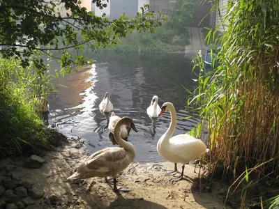 Детализированые лебеди на озере во …» — создано в Шедевруме