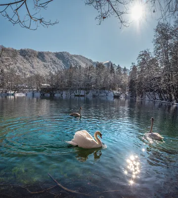 Лебеди на озере Женев в Лозанне, Швейцарии Редакционное Стоковое Фото -  изображение насчитывающей лебедь, напольно: 112341578
