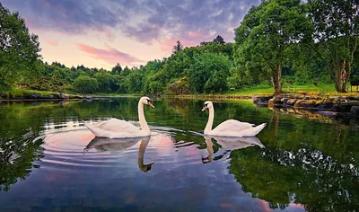 лебеди в озере стоковое изображение. изображение насчитывающей лебедь -  220995083