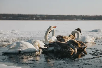 Картинки лебеди на озере (67 фото) » Картинки и статусы про окружающий мир  вокруг