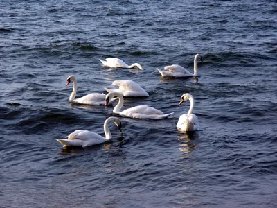 Где на Алтае зимуют лебеди – озеро Светлое и поселок Молодежный | Весь  Алтай | Дзен