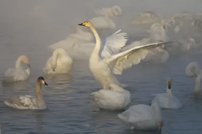 Лебеди в маленьком озере среди …» — создано в Шедевруме