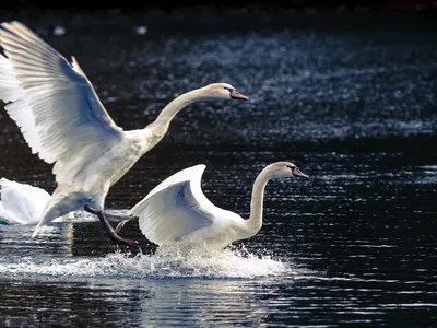 Красивые лебеди на озере - фото и картинки: 58 штук
