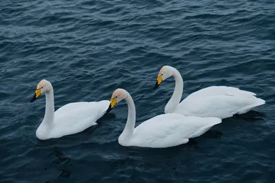 Калининградская область в фото | Лебеди на Виштынецком озере  #Виштынецкоеозеро #Лебеди #природа #озеро | Дзен