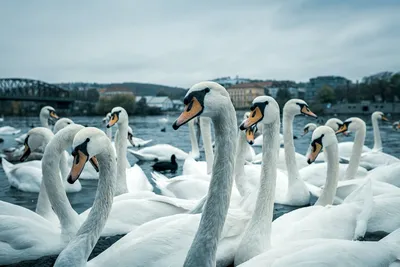 Элегантные Белые Лебеди Грациозно Плавают В Тихом Озере — стоковые  фотографии и другие картинки Без людей - iStock