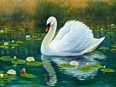 Лебеди на озере , красиво, …» — создано в Шедевруме