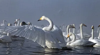Лебеди начали прилетать на зимовку на особое незамерзающее алтайское озеро  | ОБЩЕСТВО | АиФ Барнаул