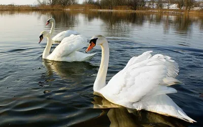 В столице рассказали, чем можно угощать лебедей, обитающих на епархиальном  озере | Новости Приднестровья