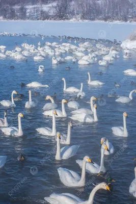 Лебеди на озере с красным фоном | Премиум Фото