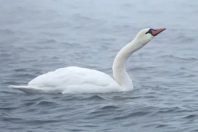 Онлайн пазл «Лебедь на озере »