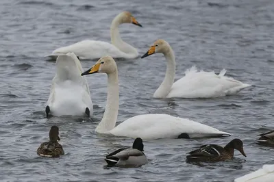 Лебеди на озере целуются, заросли, …» — создано в Шедевруме