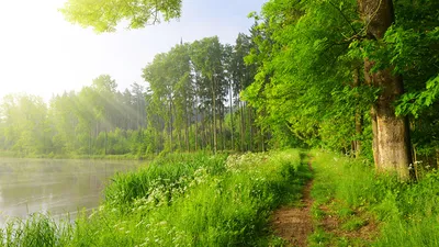 Desktop Wallpapers Trail Summer Nature Lake Grass Trees 1366x768