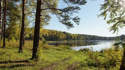 Обои для рабочего стола Сибирь Россия Лето Природа лес 1366x768