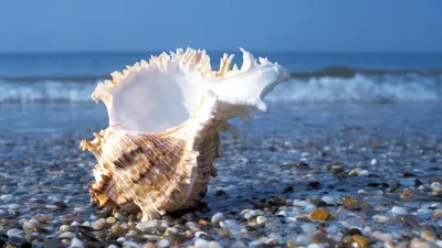 Фон рабочего стола где видно море, ракушка, камни, берег, лето, минимализм,  красота, обои, sea shell, rocks, beach, summer, minimalism, beauty,  wallpaper