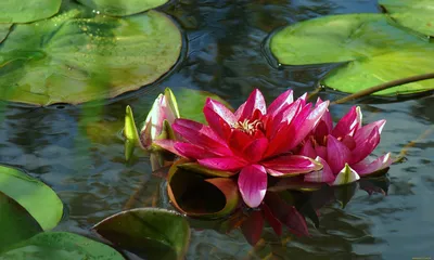 Водяная Лилия цветок (58 фото) - 58 фото