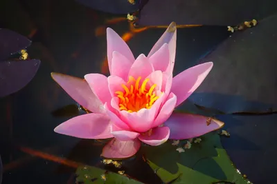 Лилия на воде - красивые фото