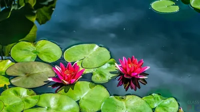 Отражение цветка лилии воды на воде Стоковое Фото - изображение  насчитывающей отражение, бобра: 44222460